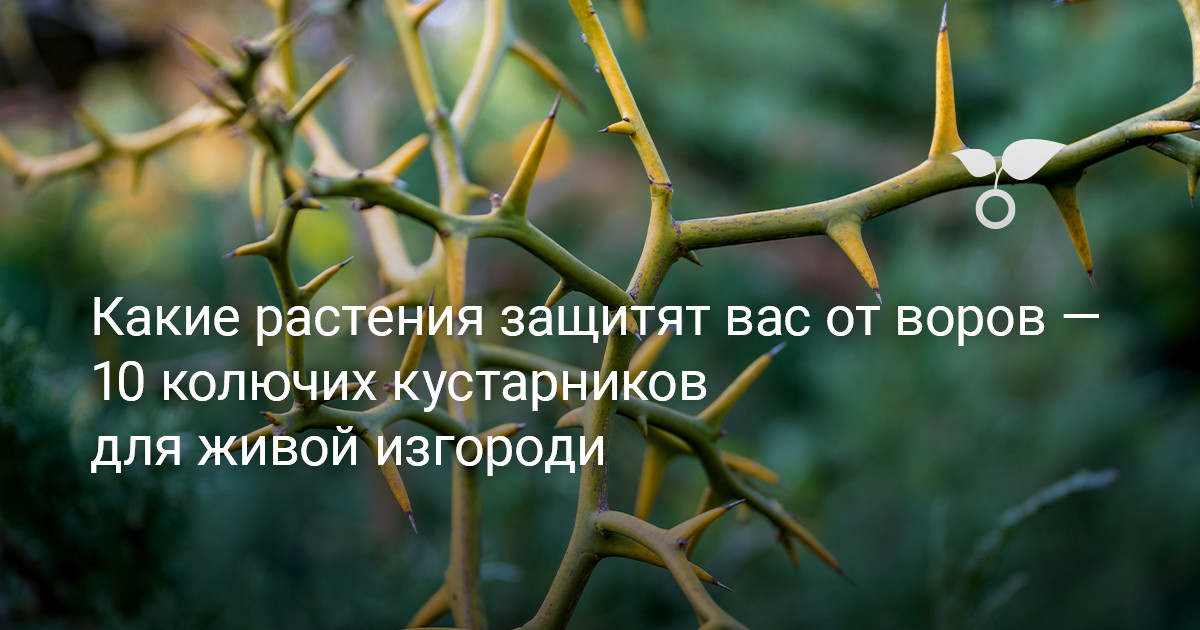 Молодые побеги деревьев и кустарников покрыты