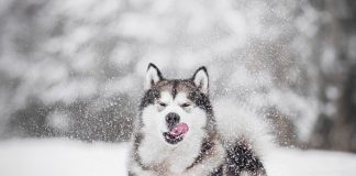 Лютый холод нипочем: 8 пород собак, которым не страшны морозы