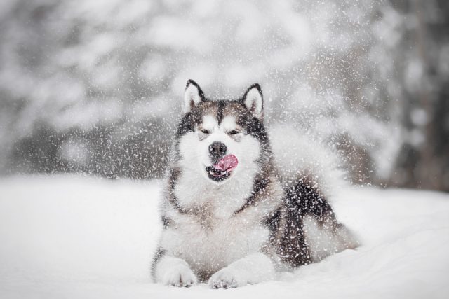 Лютый холод нипочем: 8 пород собак, которым не страшны морозы