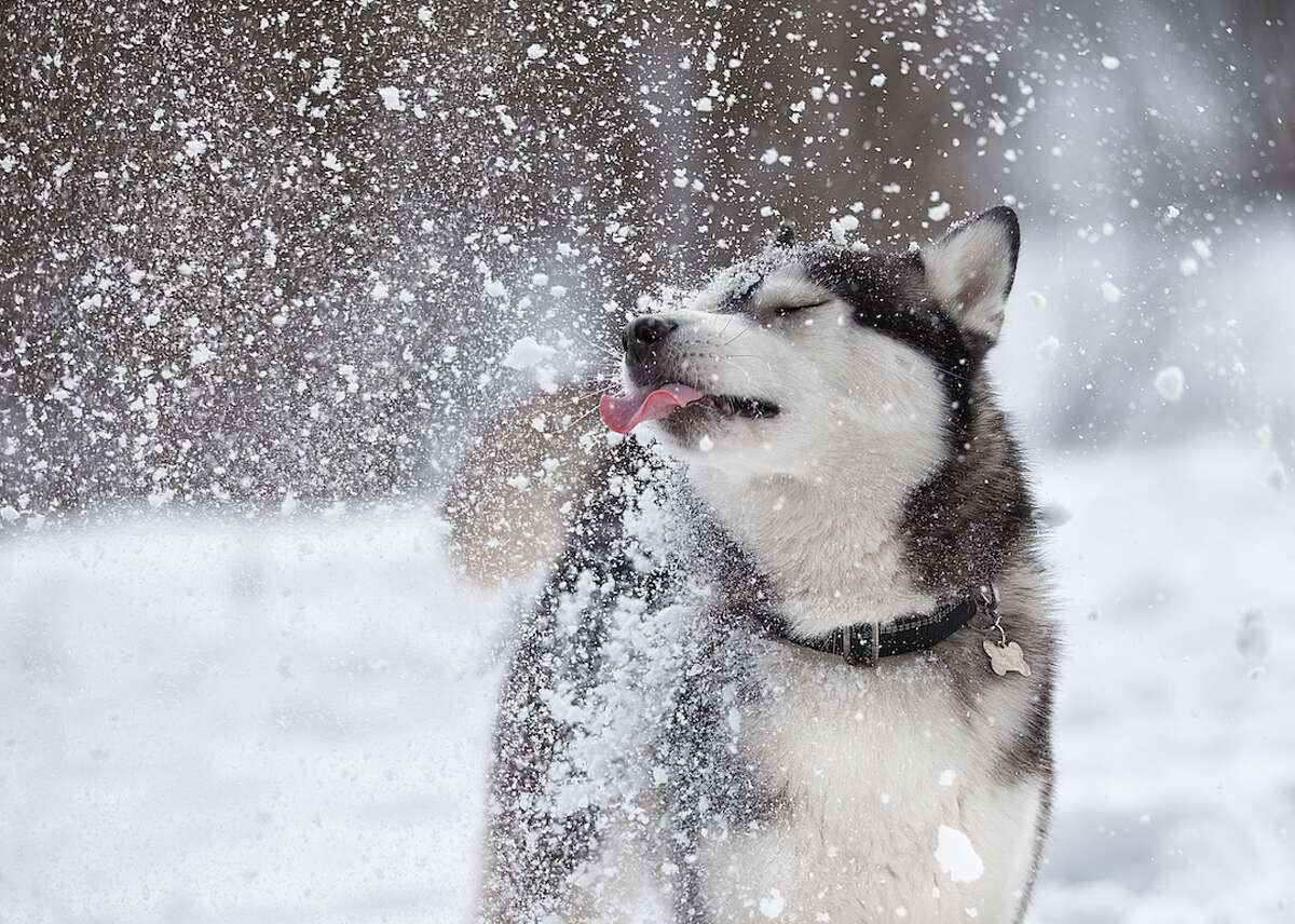 Собака сугроб. Собака в снегу. Собака радуется снегу. Хаски зимой. Хаски в снегу.
