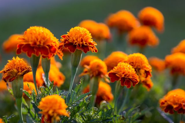 О чем молчат бархатцы: 12 фактов о популярном цветке