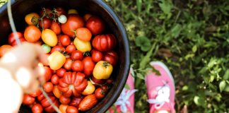 От черри до гигантов: лучшие томаты, которые я выращивала на своем участке