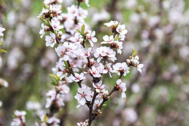 Весеннее цветение войлочной вишни подобно рассветным облакам - шаровидные кустики от самого низа до верха покрыты розоватыми цветочками