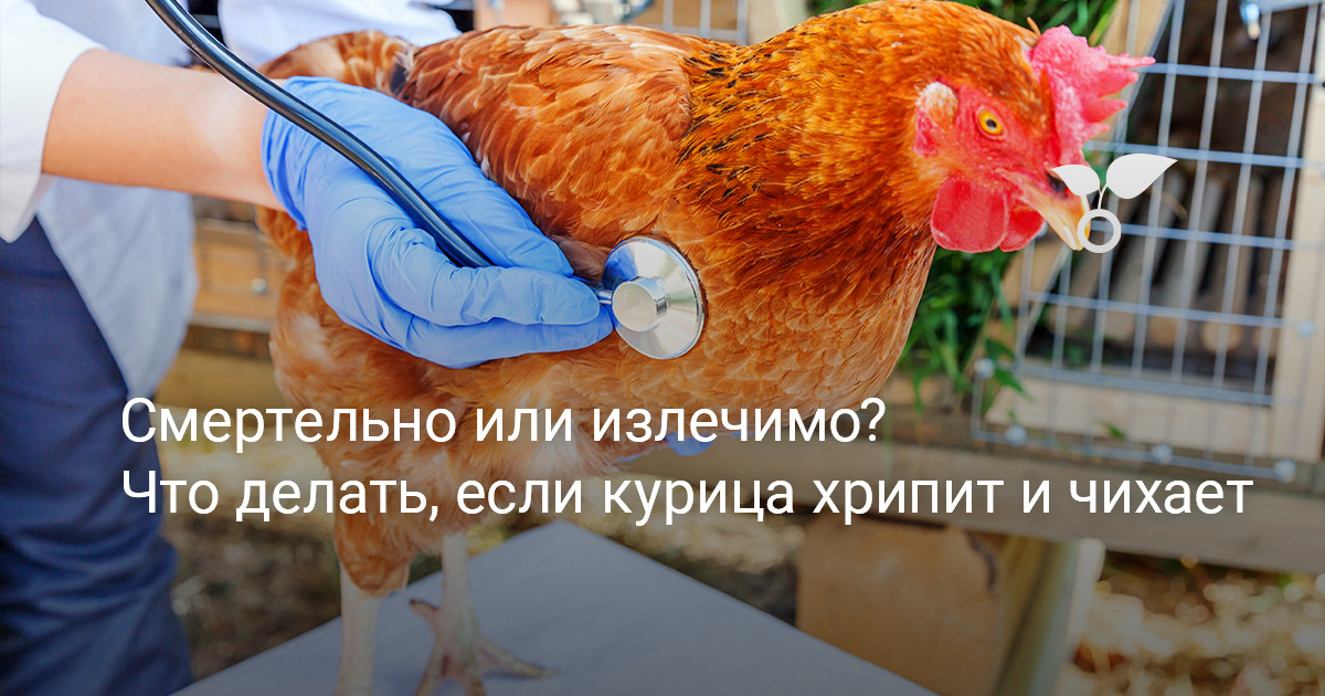 Почему хрипит курица, причины и лечение