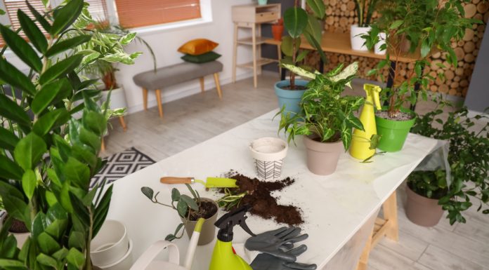 Тест: знаете ли вы комнатные растения