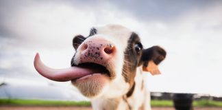 Удивительные факты о коровах, которые вы не знали