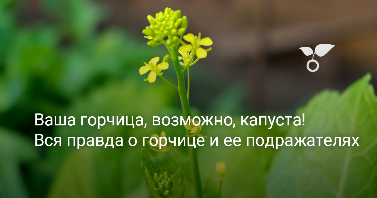 Ваша горчица, возможно, капуста! Вся правда о горчице и ее подражателях — Ботаничка