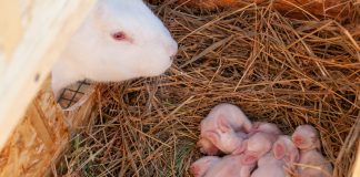 Залог успешного окрола зимой — идеальные условия для крольчихи при уличном содержании