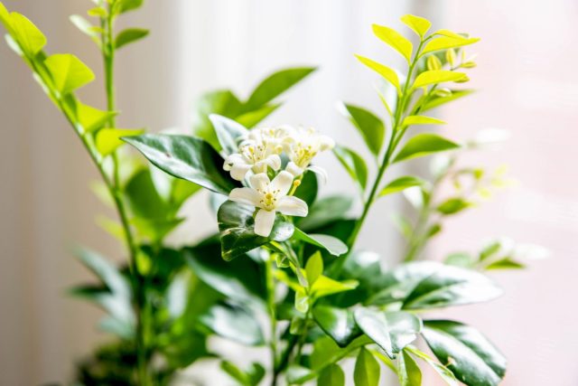 Живой освежитель воздуха: 12 ароматных растений для дома и офиса