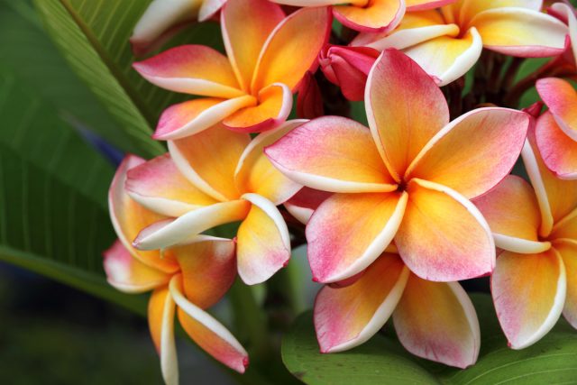 Цветки плюмерии (Plumeria), тропического дерева, известного своими красивыми цветами и потрясающим ароматом, часто используются для изготовления гавайских леев (гирлянд-ожерелий)
