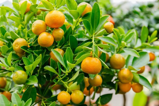 Невероятно милый каламондин (Citrus x mitis) представляет собой нечто среднее между кумкватом и мандарином