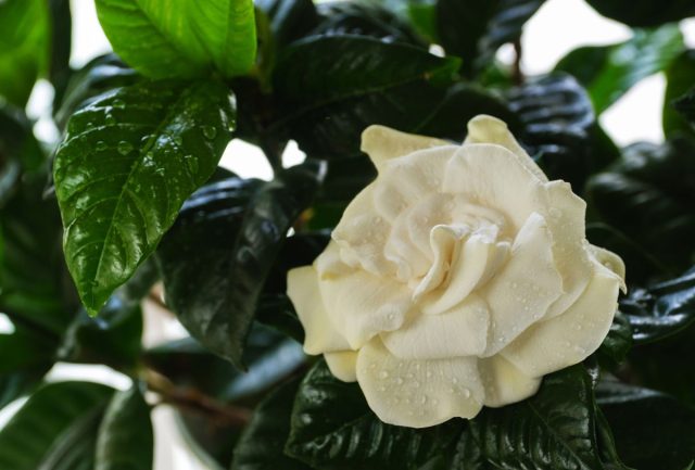 Гардения (Gardenia) за свой аромат и красоту потребует от цветовода пристального внимания к температуре и влажности