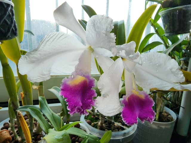 Эффектные орхидеи Каттлея триана (Cattleya Trianaei) настолько красивы на вид, что вы можете забыть их понюхать, однако они пахнут просто чарующе