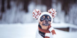 Кусачий холод: 9 частых проблем со здоровьем собак зимой