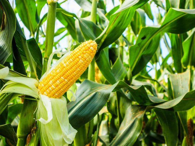 Сахарная кукуруза легко переносит pH почвы от 5,5 до 7,0