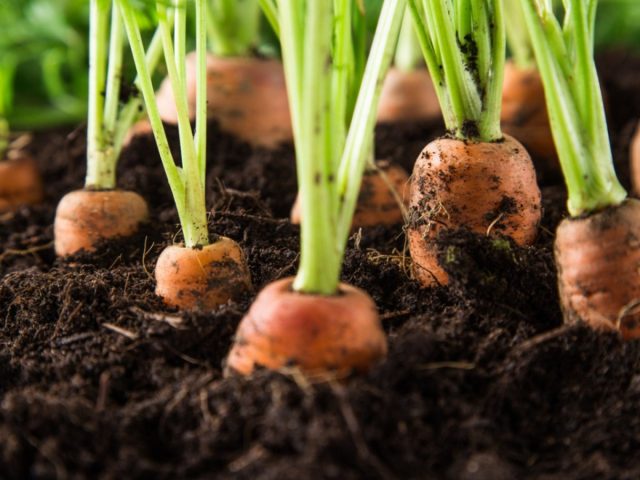 Морковь вполне переносит кислую почву между 5,0 и 6,0
