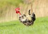 6 причин выпадения перьев у кур — в чем опасность и как решить проблему облысения