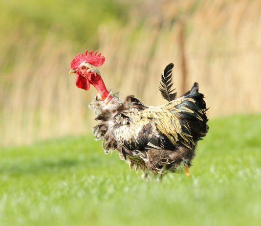 6 причин выпадения перьев у кур — в чем опасность и как решить проблему облысения