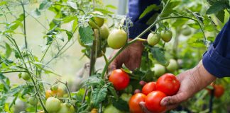 Ароматные и неприхотливые — 6 новых гибридов томатов