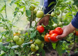 Ароматные и неприхотливые — 6 новых гибридов томатов