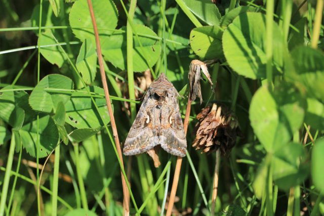 Первые бабочки в средней полосе вылетают с середины мая, но массовый вылет большинства видов, обычно, начинается в конце мая или начале июня, когда устанавливаются стабильно высокие ночные температуры.