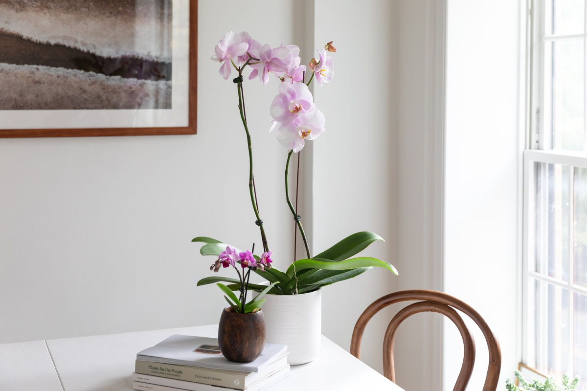 Орхидея - уход в домашних условиях