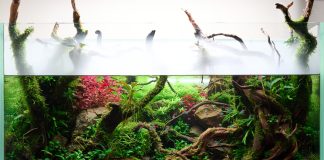 Дитя аквариума и флорариума — как создать собственный палюдариум
