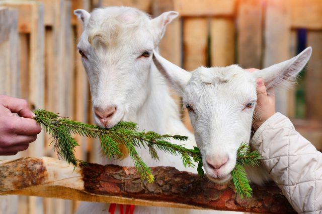 Добавьте хвою в рацион коз — лучшая витаминная подкормка в зимний период