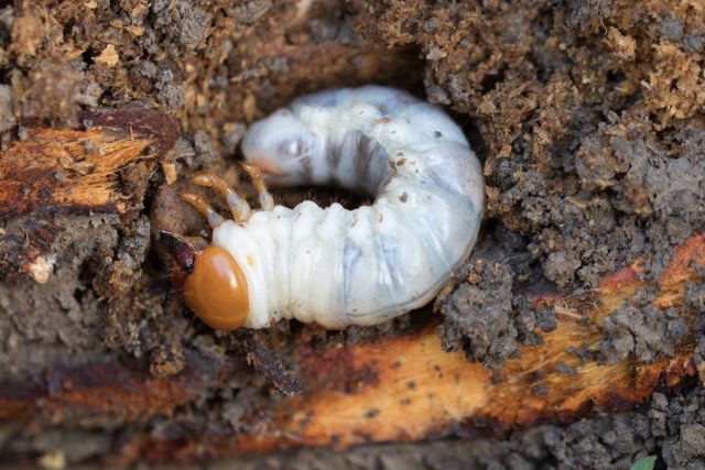 У большинства видов хрущей вред наносят и имаго, и личинки. Хотя взрослые жуки редко причиняют критичный ущерб посадкам, а повреждения не носят массового характера.