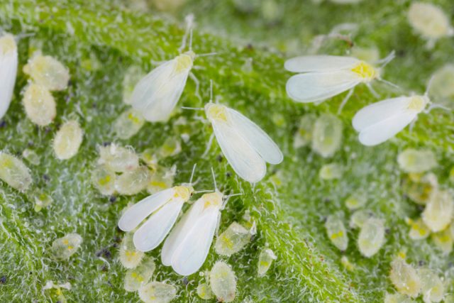 Белокрылка оранжерейная или тепличная (Trialeurodes vaporariorum)