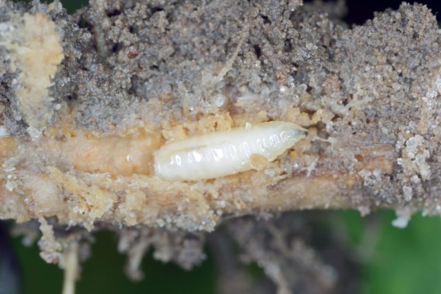 В поисках пищи личинки цветочницы корневой способны проделывать достаточно большой путь – от 30 см до нескольких метров