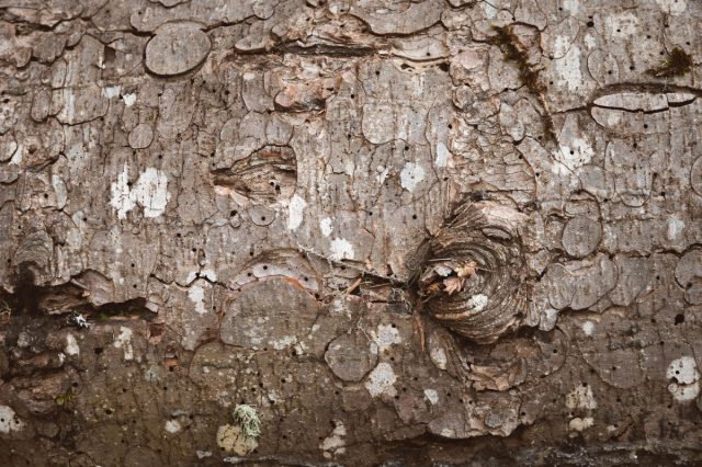 Все виды короедов – чрезвычайно опасные вредители. При отсутствии мероприятий по борьбе, они в течение летнего периода (или даже за 1-2 месяца) способны полностью уничтожить дерево