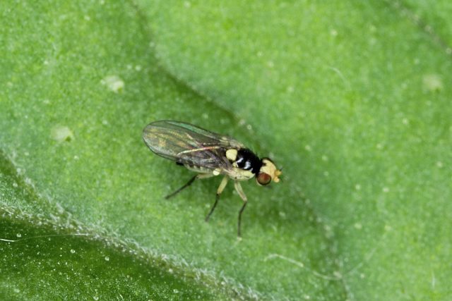 У минирующих мух на теле часто бывают более яркие пятна, точки и полосы – жёлтые, оливковые, белые или кремовые, а также более светлые подпалины на теле и ногах