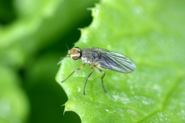 Минирующие мухи – насекомые с полным превращением. Первые мухи-минёры появляются в мае после прихода устойчивых дневных температур в 12-15 градусов.