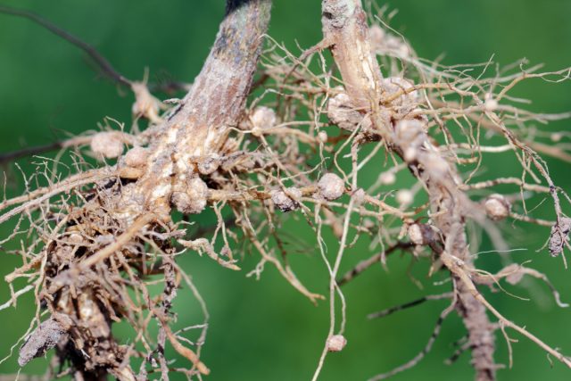 На корнях, листьях и стеблях поражённые нематодами участки выглядят как вздутия, наросты, искривления. Повреждённые корни отгнивают, из-за чего ухудшается питание растений, стебли и листья деформируются.