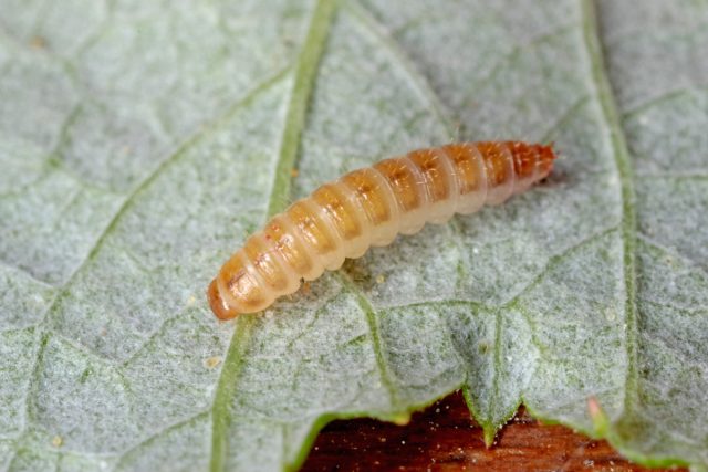 Основной ущерб малинный жук наносит генеративным органам малины – бутонам, цветам и плодам, причём вредоносными являются и личинки, и имаго.