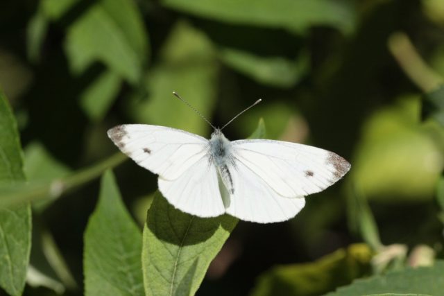 Бабочка репница или белянка репная (Pieris rapae)