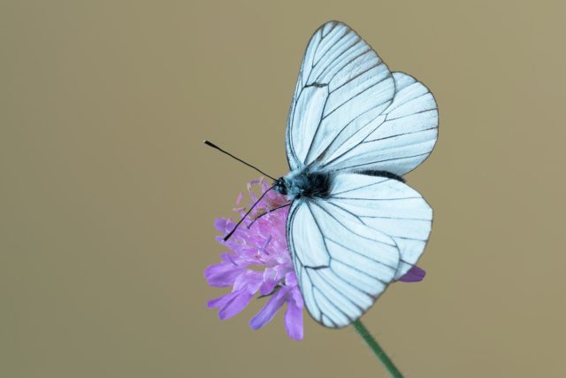 Бабочка боярышница (Aporia crataegi)
