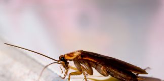 Как бороться с тараканами эффективно — избегаем частых ошибок