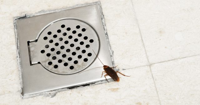 Хотя тараканы действительно живучие насекомые, но в большинстве случаев шанс им даёт сам человек, действуя абсолютно неправильно