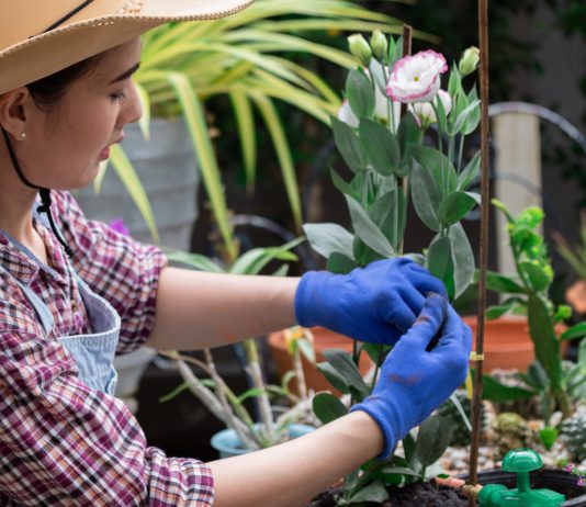 Цветочные мотыльки: фиалка сестринская в саду - советы по выращиванию и уходу