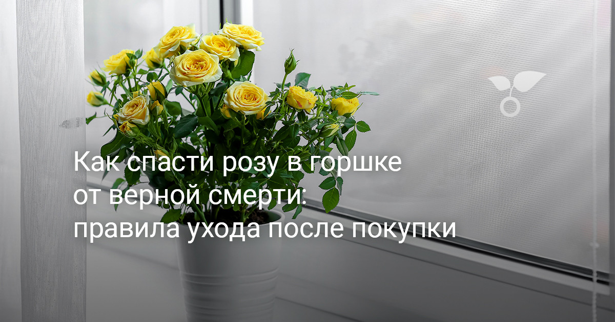 Уход за комнатной розой в домашних условиях: размножение, пересадка, подкормка