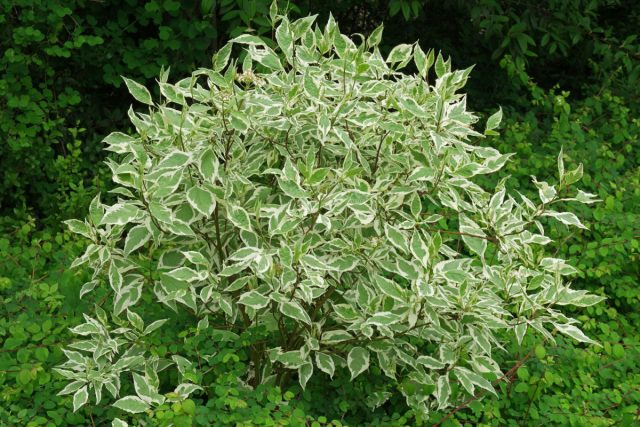 Кизил белый, или дёрен белый (Cornus alba) ботанически тоже кизил, только другого вида