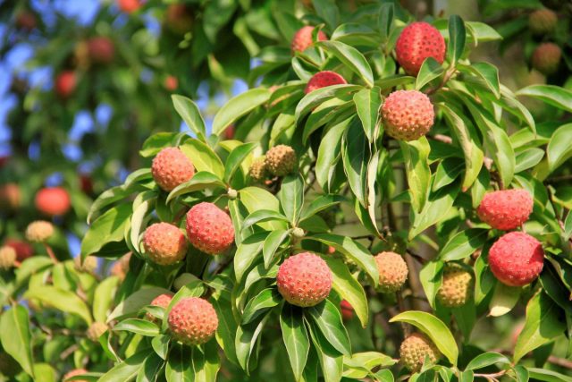 Плоды клубничного дерева напоминают, как ни странно, клубнику, по вкусу мякоть сладкая, с ароматом и крупными семенами внутри