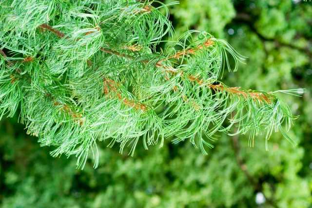 Сосна Веймутова «Торулоза» (Pinus strobus ’Torulosa’)