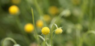 Мармеладные цветы: все о гелениуме ароматном и его конфетном запахе