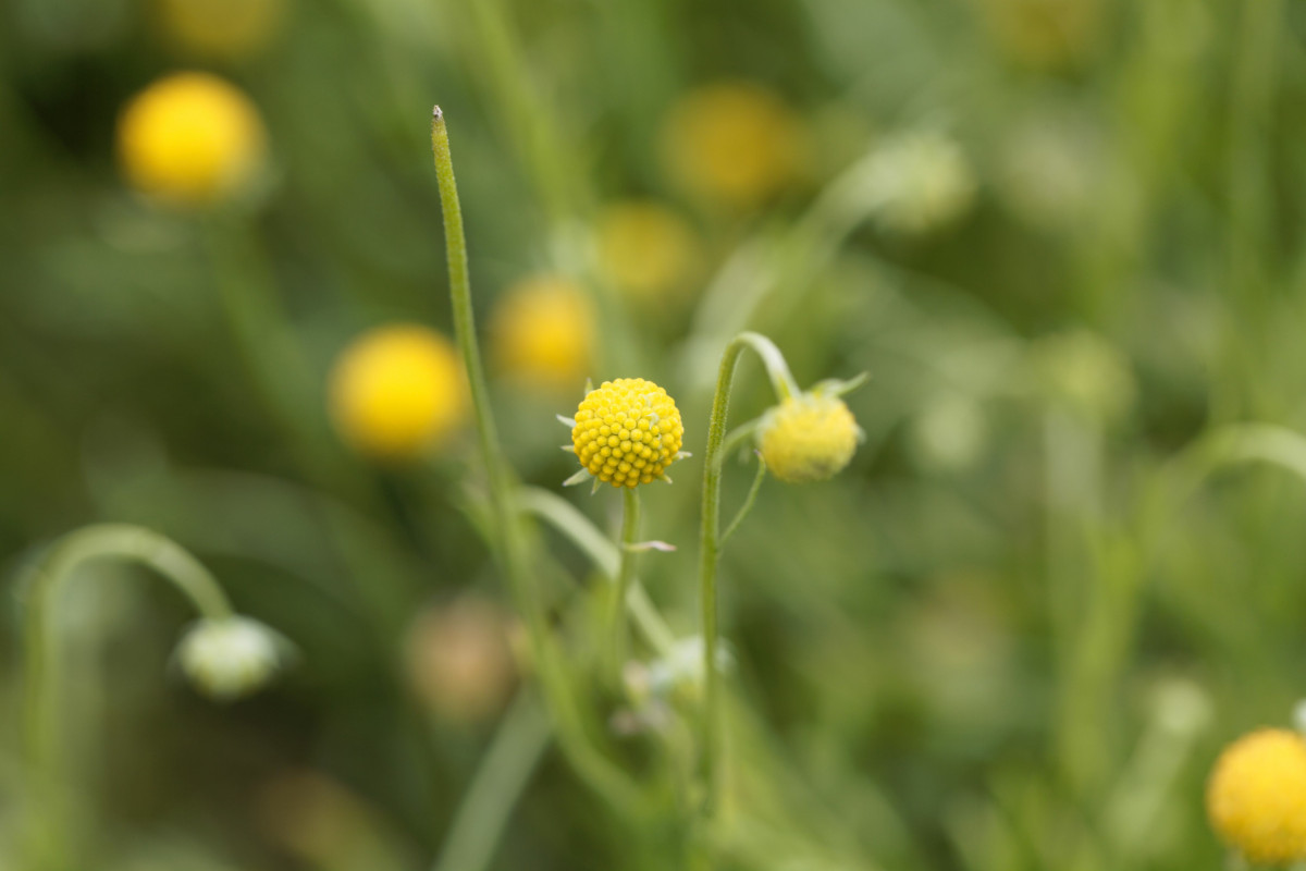 Мармеладные цветы: все о гелениуме ароматном и его конфетном запахе |  Ботаничка | Дзен