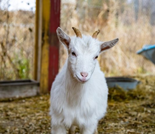 Подкормка коз хвоей — отличный способ обеспечить витаминами в холодное время года