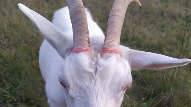 Ветеринары рекомендуют надевать резинки только после достижения козлятами возраста 8 месяцев, когда рога уже перестанут расти