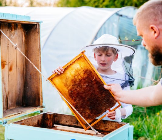 Пчеловодство для начинающих: 5 первых шагов